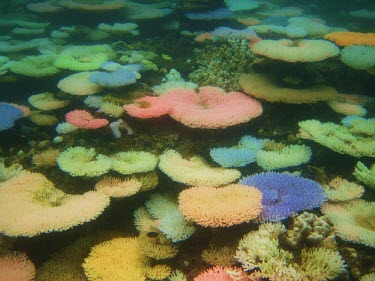 Corals captured in a state of heat stress just before a bleaching event occurred - Palawan Hard coral,Scleractinia sp.,Cnidaria,Cnidarians,Favites hemprichii,Mussa hemprichii,Favia complanata,Manicina hemprichii,Marine,Pacific,Favites,CITES,Aquatic,Scleractinia,Indian,Appendix II,Particulat