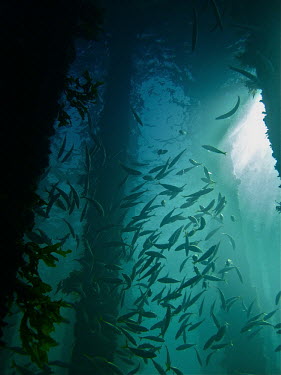 Schooling fish around a pier for protection - Victoria, Australia Reef fish