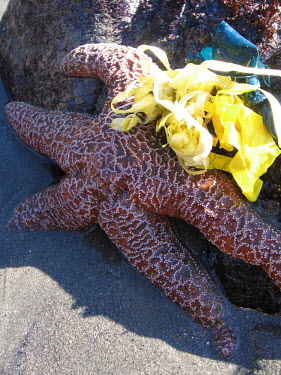 Starfish surrouded by balloon debris - California Starfish,Asteroidea Sp