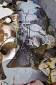 A pile of bycatch and a single halibut, the intended catch bycatch,Hippoglossus hippoglossus,Atlantic halibut,Actinopterygii,Ray-finned Fishes,Chordates,Chordata,Carnivorous,Pleuronectiformes,hippoglossus,Hippoglossus,Endangered,Pleuronectidae,Animalia,Atlant