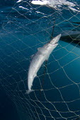A drowned soupfin shark is hauled up in an empty halibut net. bycatch,Galeorhinus galeus,Tope shark,Chordates,Chordata,Carcharhiniformes,Ground Sharks,Cartilaginous Fishes,Chondrichthyes,whithound,rig,vitamin shark,sweet William,toper,liver-oil shark,soupie,scho