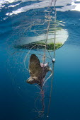 An exhausted bat ray hangs in a gill net intended for halibut. bycatch,Bat ray,Myliobatis californicus,Cartilaginous Fishes,Chondrichthyes,True rays and Skates,Rajiformes,Chordates,Chordata,Myliobatis californica,Raya Murciélago,Tecolote,Poncho Gris,Myliobatis,I