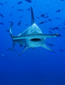 The scalloped hammerhead (Sphyrna lewini) is hunted for its fins for shark fin soup. galapagos,Animalia,Near Threatened,Indian,Pacific,Carcharhiniformes,Ocean,Atlantic,Sphyrnidae,Chordata,Coral reef,Chondrichthyes,Aquatic,lewini,Carnivorous,Estuary,Coastal,Sphyrna,IUCN Red List,Endang