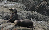 California sea lion, Zalophus californianus, in the Gulf of California, Mexico with a gill net caught around its neck