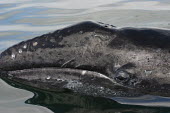 Gray whale in Laguna San Ignacio, Baja California Mexico.