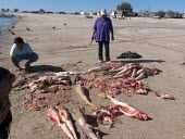 Cazon (small shark) fishery in Sonora, Mexico