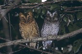 Two Sokoke scops-owls Adult,Sokoke scops-owl,Otus ireneae,Aves,Birds,Chordates,Chordata,True Owls,Strigidae,Owls,Strigiformes,Autillo de Sokoke,Petit-duc d'Irène,Africa,Otus,Sub-tropical,Terrestrial,Animalia,Appendix II,F