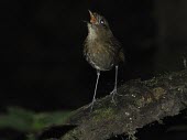 Brown-banded antpitta vocalising on branch Adult,Species in habitat shot,Habitat,Flying,IUCN Red List,Vulnerable,Aves,Formicariidae,Terrestrial,South America,Chordata,Forest,Animalia,Passeriformes,Grallaria
