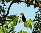 Palawan hornbill in habitat Adult,Chordata,Omnivorous,Tropical,Anthracoceros,Aves,Terrestrial,Coraciiformes,Flying,Sub-tropical,Vulnerable,Agricultural,Bucerotidae,Asia,Animalia,Appendix II,marchei,Mangrove,IUCN Red List