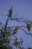 Greater adjutants in tree together Adult,Endangered,Ciconiidae,Terrestrial,Wetlands,Wildlife and Conservation Act,Ponds and lakes,Flying,Animalia,Ciconiiformes,Asia,dubius,Aves,Aquatic,Leptoptilos,Chordata,Carnivorous,IUCN Red List