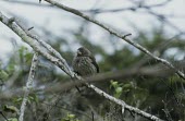 Medium ground-finch perched in tree Adult,South America,Herbivorous,Animalia,Passeriformes,Flying,Emberizidae,Agricultural,Chordata,Least Concern,Aves,Geospiza,fortis,Terrestrial,Sub-tropical,IUCN Red List