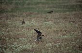 Black-winged pratincole displaying Courtship and Displays,Adult,Reproduction,Streams and rivers,Carnivorous,Wetlands,Chordata,Ponds and lakes,nordmanni,Temperate,Europe,Africa,Aves,Agricultural,Glareolidae,Flying,Asia,Glareola,Charadri