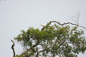 Goffin's cockatoo in a tree Habitat,Species in habitat shot,goffiniana,Near Threatened,Terrestrial,Aves,Cacatua,Animalia,Sub-tropical,Psittacidae,Asia,Psittaciformes,Herbivorous,Tropical,Flying,Chordata,IUCN Red List