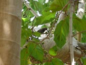 Arabian woodpecker perched in tree Feeding,Agricultural,Chordata,dorae,Piciformes,Animalia,Asia,Vulnerable,Carnivorous,Aves,Flying,Tropical,Sub-tropical,Dendrocopos,Terrestrial,Picidae,IUCN Red List