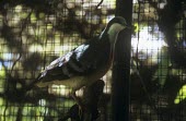 Luzon Bleeding-heart perched on branch in cage Adult,Other (History, folklore, use by man),Near Threatened,Tropical,Asia,Chordata,Appendix II,Columbiformes,Flying,Terrestrial,luzonica,Animalia,Omnivorous,Aves,Sub-tropical,Columbidae,Gallicolumba,I