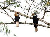 Pair of Papuan hornbill perched on branch Adult,Habitat,Adult Female,Adult Male,Species in habitat shot,Aves,Tropical,Aceros,Least Concern,Omnivorous,Animalia,Asia,plicatus,Flying,Bucerotidae,Coraciiformes,Chordata,Terrestrial,IUCN Red List