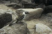 Galapagos mockingbird, Santa Fe Island subspecies, perched on a rock Adult,Animalia,Least Concern,Flying,Terrestrial,Passeriformes,Aves,Mimidae,Shore,South America,Chordata,Omnivorous,Mimus,Scrub,parvulus,IUCN Red List