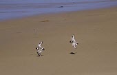Two hooded plovers in flight over beach Flying,Species in habitat shot,Locomotion,Habitat,Ciconiiformes,Herons Ibises Storks and Vultures,Chordates,Chordata,Charadriidae,Lapwings, Plovers,Aves,Birds,Omnivorous,Thinornis,Animalia,Vulnerable,