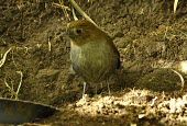 Fenwick's antpitta on the ground Species in habitat shot,Habitat,Aves,Flying,Grallaria,Carnivorous,Formicariidae,Terrestrial,IUCN Red List,South America,Not Evaluated,Passeriformes,Animalia,Forest,Chordata,Critically Endangered