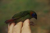 Red-eared parrotfinch being held for identification Adult,Aves,coloria,Herbivorous,Sub-tropical,Tropical,Animalia,Asia,Flying,Chordata,Near Threatened,Estrildidae,Passeriformes,Erythrura,IUCN Red List