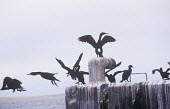 Group of bank cormorants Adult,Flying,Carnivorous,Ocean,Animalia,neglectus,Chordata,Phalacrocoracidae,Africa,Pelecaniformes,Phalacrocorax,Endangered,Aves,IUCN Red List