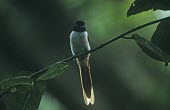 Female Seychelles paradise-flycatcher on branch Adult Female,Adult,Passeriformes,Forest,Wetlands,Chordata,Terpsiphone,Omnivorous,Muscicapidae,Critically Endangered,Africa,Aves,Flying,Animalia,corvina,IUCN Red List
