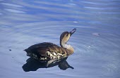 West Indian whistling-duck on water Adult,Aves,Birds,Waterfowl,Anseriformes,Chordates,Chordata,Ducks, Geese, Swans,Anatidae,Wetlands,Estuary,North America,Ponds and lakes,Mangrove,Vulnerable,Herbivorous,Animalia,Flying,Dendrocygna,Appen