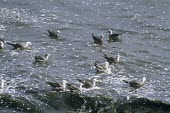 Heermann's gulls on water Habitat,Intra-specific behaviours,Marine,Seashore,Meetings with others of same species,Laridae,Gulls, Terns,Aves,Birds,Chordates,Chordata,Ciconiiformes,Herons Ibises Storks and Vultures,Estuary,Larus,