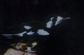 Close up of an adult chestnut-backed thrush Adult,Turdidae,Sub-tropical,Flying,Animalia,Passeriformes,Zoothera,Omnivorous,Chordata,Asia,Aves,Near Threatened,dohertyi,Terrestrial,IUCN Red List