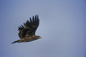 Steppe eagle in flight Flapping flight,Flying,Adult,Locomotion,Animalia,Appendix II,Chordata,Falconiformes,Accipitridae,Temperate,Rock,Asia,Least Concern,Aves,Africa,Europe,Savannah,nipalensis,Carnivorous,Terrestrial,Mounta