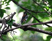 Red-backed thrush in a tree Adult,Habitat,Species in habitat shot,IUCN Red List,Turdidae,Near Threatened,Aves,Asia,Flying,Zoothera,Animalia,Chordata,Passeriformes,Forest,Terrestrial