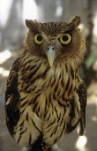 Philippine eagle-owl Adult,True Owls,Strigidae,Aves,Birds,Chordates,Chordata,Owls,Strigiformes,Bubo,philippensis,Agricultural,Carnivorous,Appendix II,Animalia,Asia,Sub-tropical,Vulnerable,Rainforest,Terrestrial,Flying,IUC