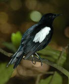 Seychelles magpie robin Adult,Carnivorous,Endangered,Forest,Africa,Aves,Passeriformes,Muscicapidae,Animalia,Agricultural,Flying,sechellarum,Copsychus,Chordata,IUCN Red List