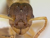 Myrmica quebecensis specimen, close-up of head showing antennae and compound eyes North America,Hymenoptera,Terrestrial,Omnivorous,IUCN Red List,Insecta,Vulnerable,Arthropoda,Myrmica,Animalia,Formicidae