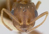 Monomorium pergandei specimen, close-up of head showing antennae and compound eyes Hymenoptera,North America,Terrestrial,Formicidae,Monomorium,Animalia,Vulnerable,IUCN Red List,Omnivorous,Arthropoda,Insecta