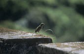 Nilgiri pipit perched on wall Adult,Terrestrial,Passeriformes,Omnivorous,Chordata,Near Threatened,nilghiriensis,Grassland,Animalia,Anthus,Aves,Flying,Asia,Motacillidae,IUCN Red List,Vulnerable