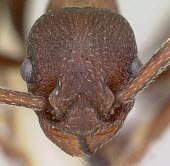 Myrmica colax specimen, close-up of head showing compound eyes Animalia,Vulnerable,IUCN Red List,Terrestrial,North America,Insecta,Omnivorous,Myrmica,Carnivorous,Formicidae,Hymenoptera,Arthropoda
