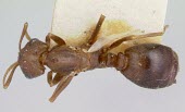 Monomorium pergandei specimen, dorsal view Hymenoptera,North America,Terrestrial,Formicidae,Monomorium,Animalia,Vulnerable,IUCN Red List,Omnivorous,Arthropoda,Insecta