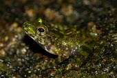Webb's Madagascar frog Adult,Sub-tropical,Mantellidae,Endangered,webbi,Wetlands,Amphibia,Chordata,Tropical,Aquatic,Terrestrial,Africa,Anura,Mantidactylus,Animalia,IUCN Red List