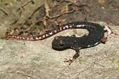 Northern spectacled salamander on a rock Adult,Ponds and lakes,Wetlands,Terrestrial,Forest,Temporary water,Salamandridae,Animalia,Caudata,Europe,IUCN Red List,Least Concern,Carnivorous,Aquatic,Sub-tropical,Chordata,Fresh water,Salamandrina,A