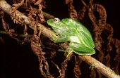 Boophis septentrionalis in amplexus Adult,Adult Female,Mating or Reproductive Act,Adult Male,Reproduction,Amphibia,Mantellidae,Chordata,Rainforest,Africa,Terrestrial,Boophis,Animalia,Carnivorous,Anura,Streams and rivers,septentrionalis,