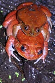 Pair of tomato frogs in amplexus Reproduction,Mating or Reproductive Act,Adult Male,Adult Female,Adult,Microhylidae,Vulnerable,Africa,Carnivorous,Ponds and lakes,Amphibia,Dyscophus,Animalia,Aquatic,antongilii,Chordata,Terrestrial,Anu