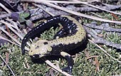 Male golden alpine salamander on mossy ground Adult,Adult Male,Chordata,Salamandridae,Salamandra,Temperate,Animalia,Terrestrial,Europe,Critically Endangered,Amphibia,Urodela