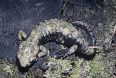 Female golden alpine salamander on tree stump Adult,Adult Female,Chordata,Salamandridae,Salamandra,Temperate,Animalia,Terrestrial,Europe,Critically Endangered,Amphibia,Urodela
