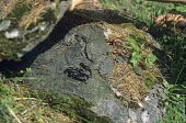 Infant large alpine salamanders on stone Various larval or tadpole stages,Salamandridae,Terrestrial,Europe,Vulnerable,Carnivorous,Chordata,Caudata,lanzai,Mountains,Animalia,Temperate,Streams and rivers,Amphibia,Salamandra,IUCN Red List