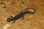 Northern spectacled salamander, dorsal view Adult,Ponds and lakes,Wetlands,Terrestrial,Forest,Temporary water,Salamandridae,Animalia,Caudata,Europe,IUCN Red List,Least Concern,Carnivorous,Aquatic,Sub-tropical,Chordata,Fresh water,Salamandrina,A