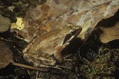 Italian agile frog on leaf litter Adult,Temperate,Amphibia,Anura,Europe,Ranidae,Terrestrial,Chordata,Streams and rivers,Rana,Vulnerable,Animalia,Aquatic,latastei,Wetlands,IUCN Red List