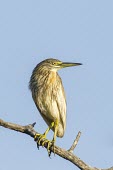 Madagascar pond heron on branch Adult,Streams and rivers,Ardeidae,Estuary,Ciconiiformes,Endangered,Terrestrial,Ponds and lakes,Carnivorous,Chordata,Animalia,Africa,Agricultural,Tropical,Mangrove,Wetlands,idae,Ardeola,Flying,Aves,Sub