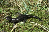 Large alpine salamander on mossy ground Adult,Salamandridae,Terrestrial,Europe,Vulnerable,Carnivorous,Chordata,Caudata,lanzai,Mountains,Animalia,Temperate,Streams and rivers,Amphibia,Salamandra,IUCN Red List