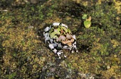 Painted burrowing frog, anterior view Adult,Terrestrial,Temporary water,Animalia,Amphibia,Mountains,Scaphiophryne,Forest,Africa,Anura,Carnivorous,Chordata,Subterranean,Critically Endangered,gottlebei,Rock,Appendix II,Ponds and lakes,Aquat